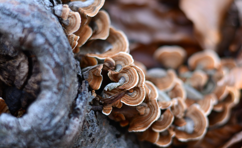 Immunity and medicinal mushrooms. Do they know when to support immunity and when to calm it down?