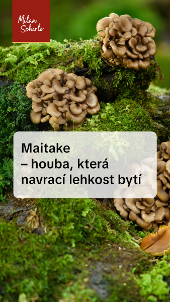Reels_MAITAKE.jpg