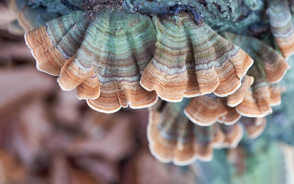 coriolus-vitalni-houba.jpg