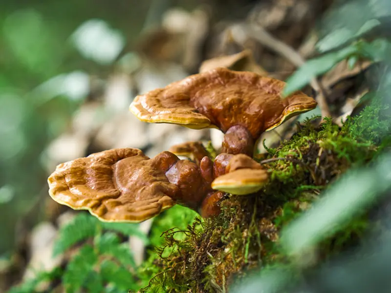 Vital mushrooms - a great helper in Chinese medicine