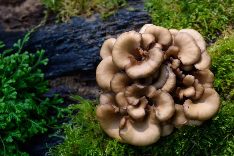 Maitake, the preventative mushroom of old age