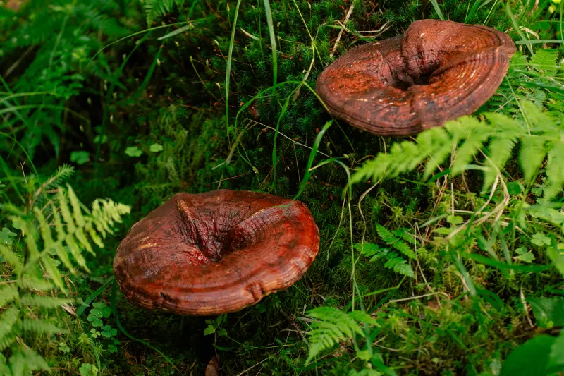 Reishi – the mushroom of calm and longevity